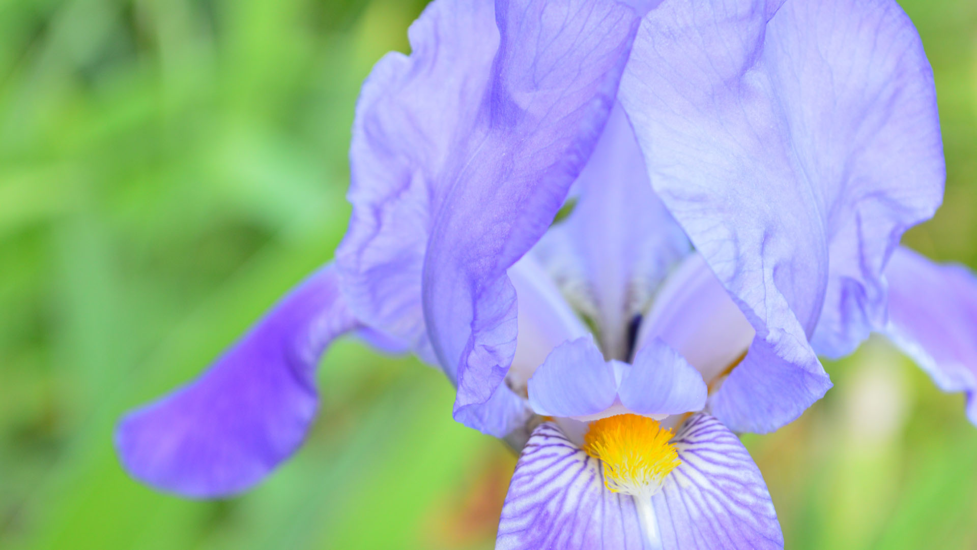 photo of an iris