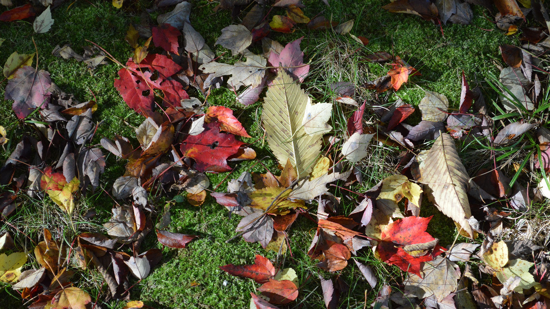 photo of fall leaves on the ground