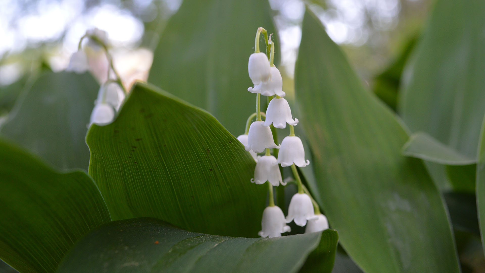 photo of lillies of the valley