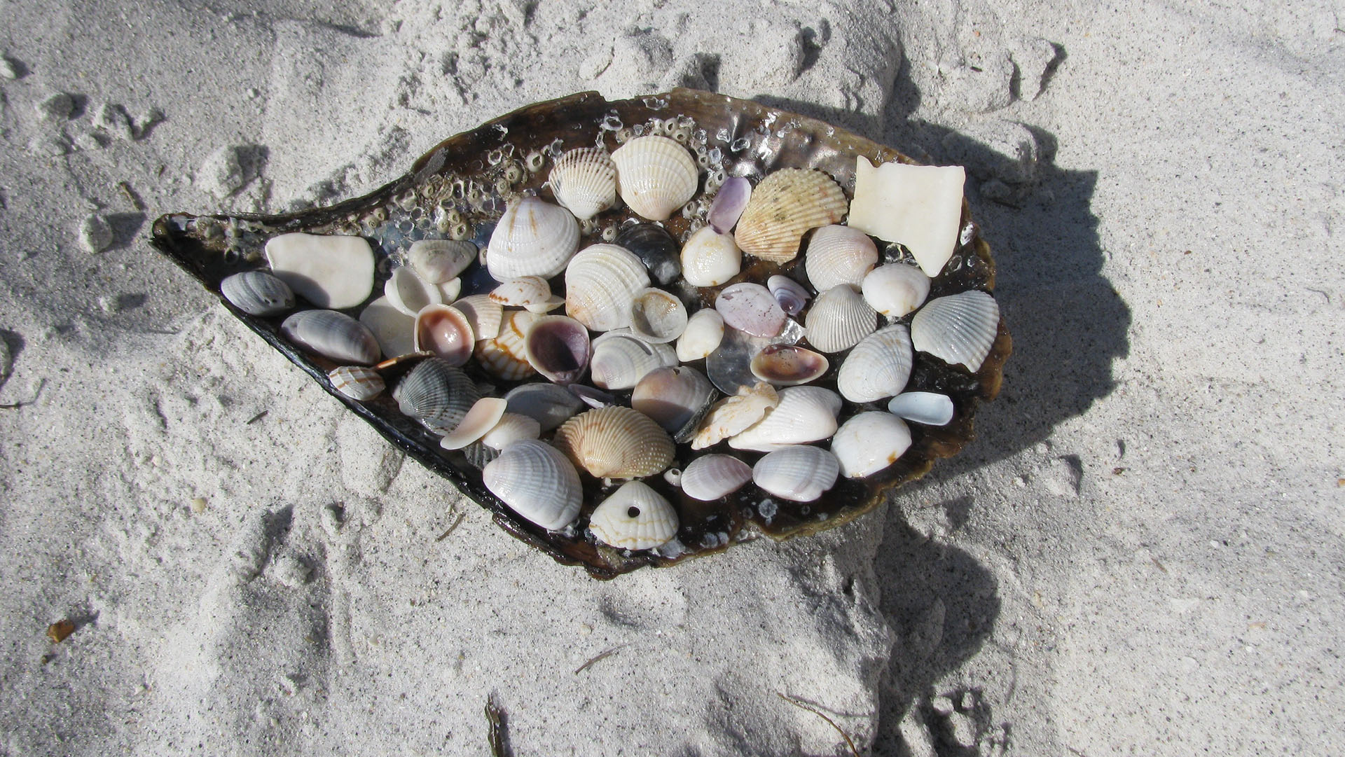 photo of seashells