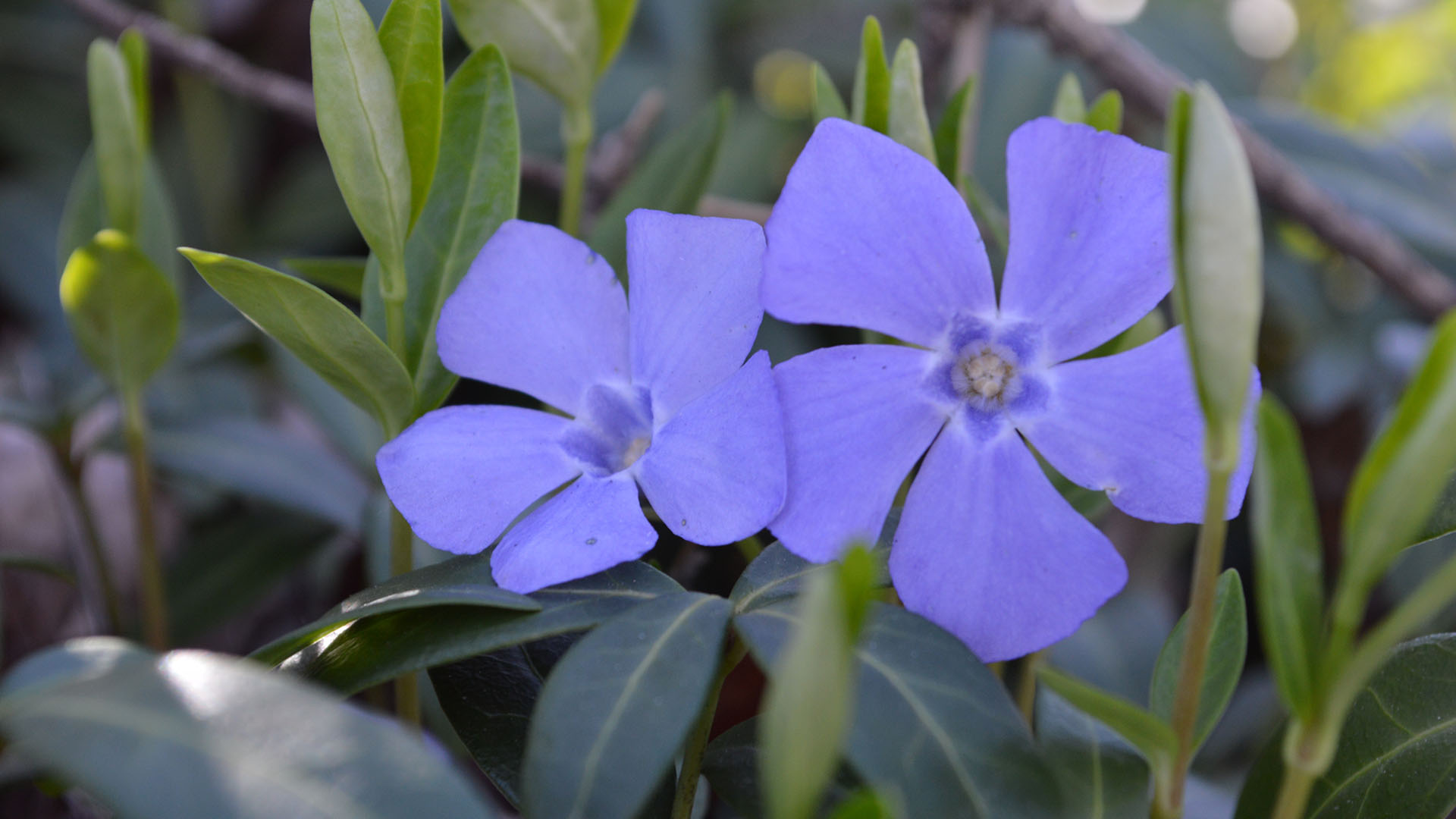 photo of a vinca flower